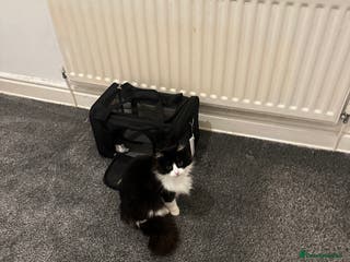 British Longhair cats Beautiful long Hair Female kittie - offer welcome - Advert 4