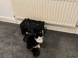 British Longhair cats Beautiful long Hair Female kittie - offer welcome - Advert 18