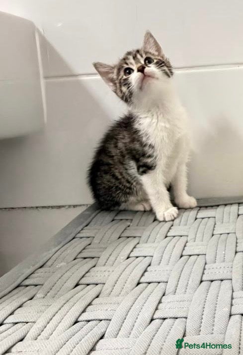 Mixed Breed cats British shorthaired x - Advert 5