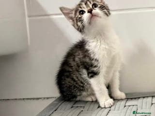 Mixed Breed cats British shorthaired x - Advert 6