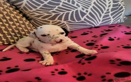 Dalmatian dogs for sale: Dalmation Puppies For Sale - Advert 6