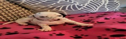 Dalmatian dogs for sale: Dalmation Puppies For Sale - Advert 6