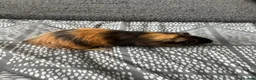 Guinea Pig rodents for sale: Male guinea pigs  - Advert 5