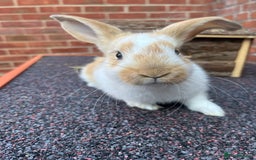 Mixed Breed rabbits for sale: Bunnies looking for a forever home! - Image 7
