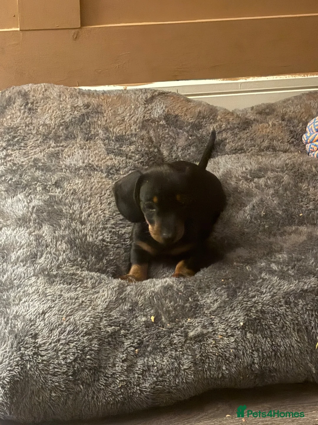 Miniature Dachshund dogs for sale: One minature female available for forever home in Southam - Advert 2