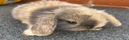 Mini Lop rabbits for sale: STUNNING PURE BREED MINI LOPS AMAZING COLOURS - Advert 17