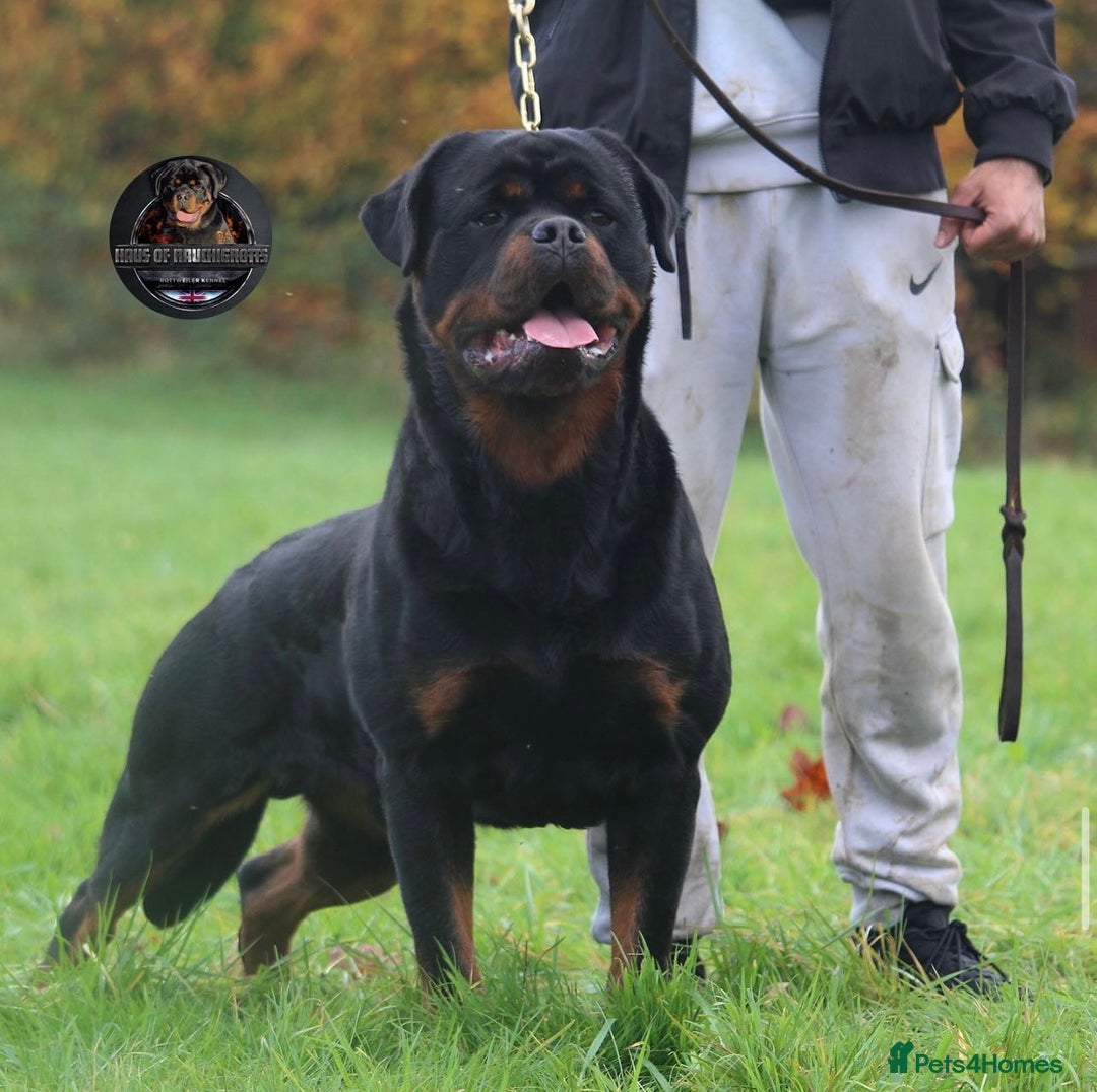Rottweiler dogs for sale: Top KC Registered Rottweiler Puppies For Sale - Image 21
