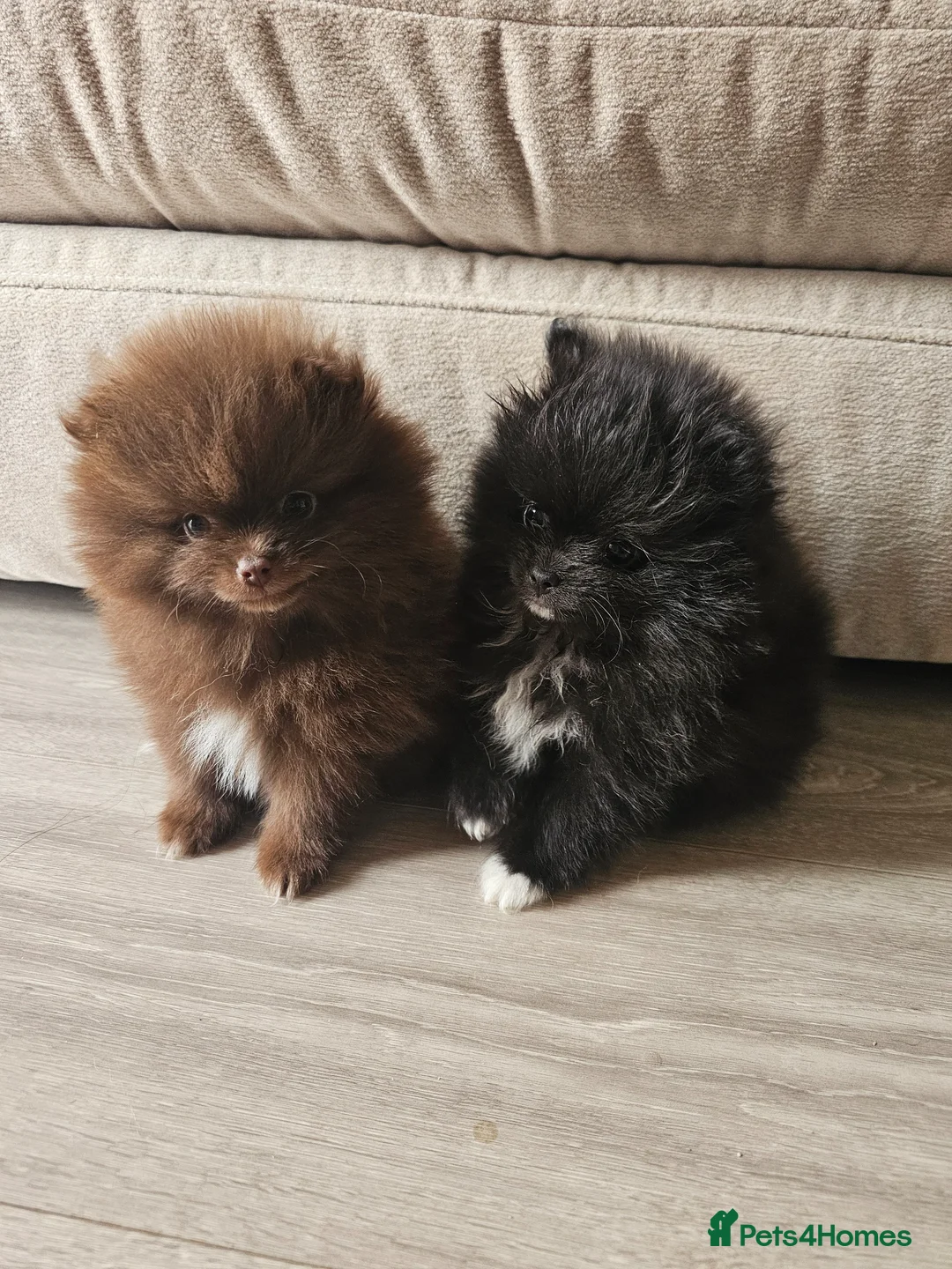 Pomeranian dogs for sale:  **  KC Reg Parti Pomeranian - Advert 1