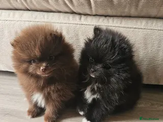 Pomeranian dogs ** KC Reg Parti Pomeranian - Advert 1