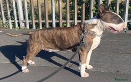 English Bull Terrier dogs for sale: Puppies Available  - Image 7
