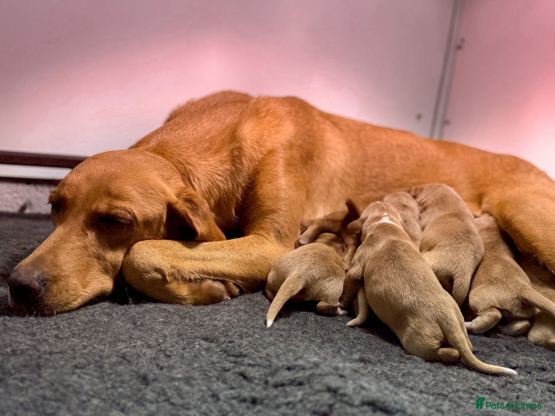 Cockerdor dogs for sale: Beautiful Deep Red Cockerdors Cockadors - Advert 3