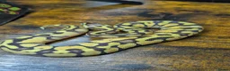 Python Snake reptiles for sale: Super pastel enchi het clown ball python  - Advert 1
