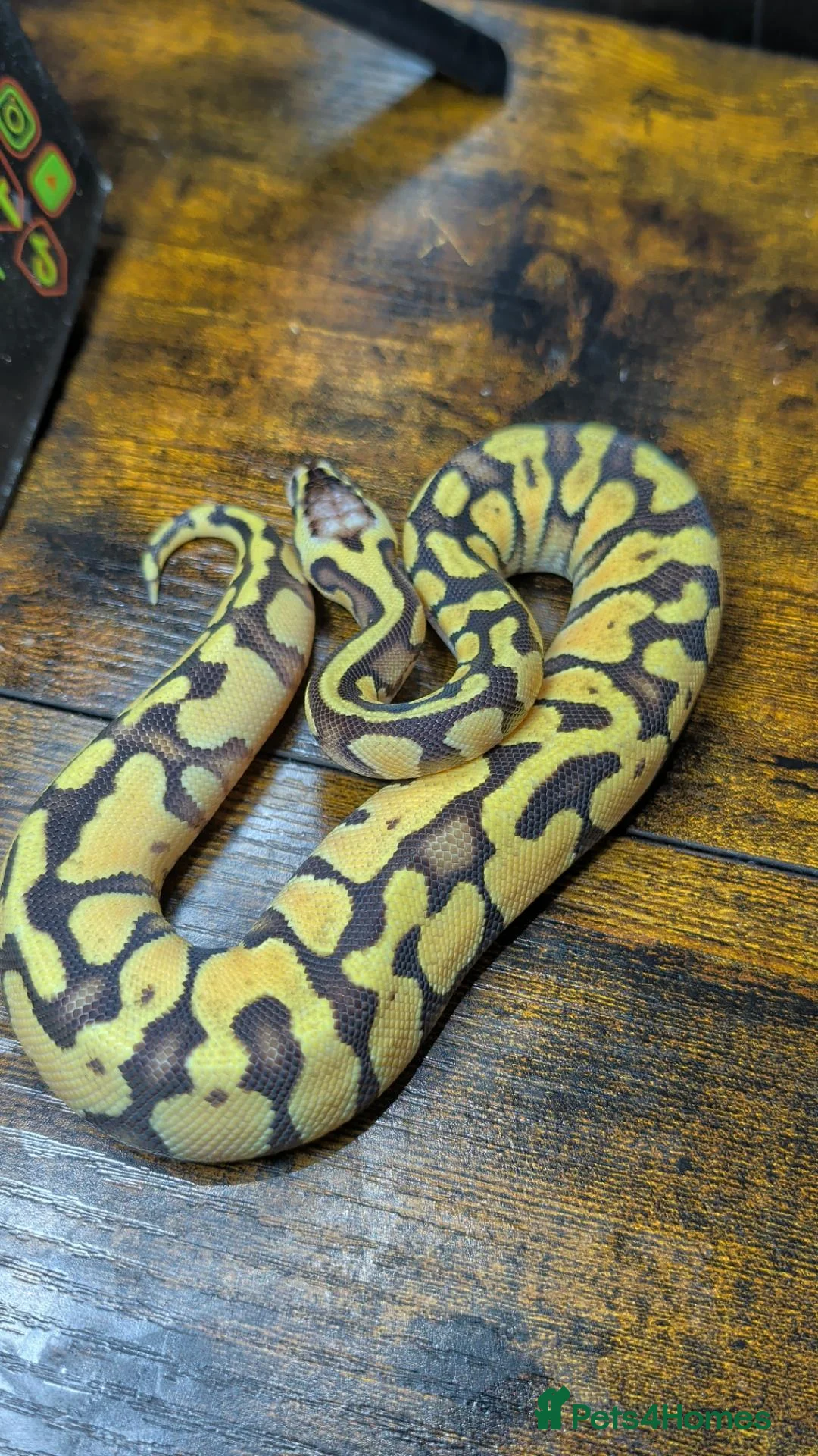 Python Snake reptiles for sale: Super pastel enchi het clown ball python  - Advert 1