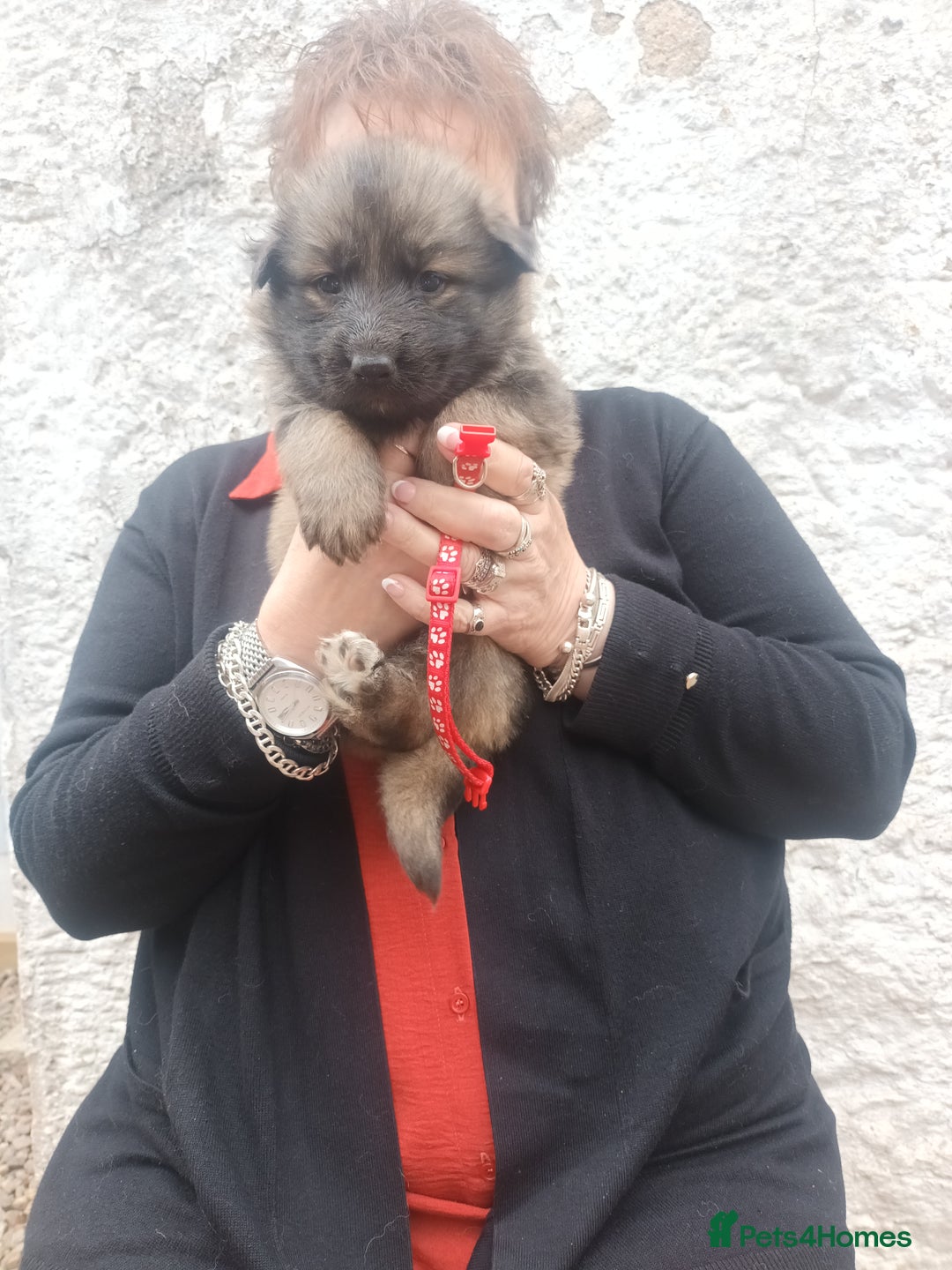 German Shepherd dogs for sale: German shepherd  - Image 5