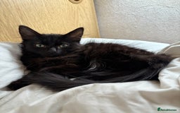 Norwegian Forest Cat cats for sale: Norwegian Forest Kittens - Image 9