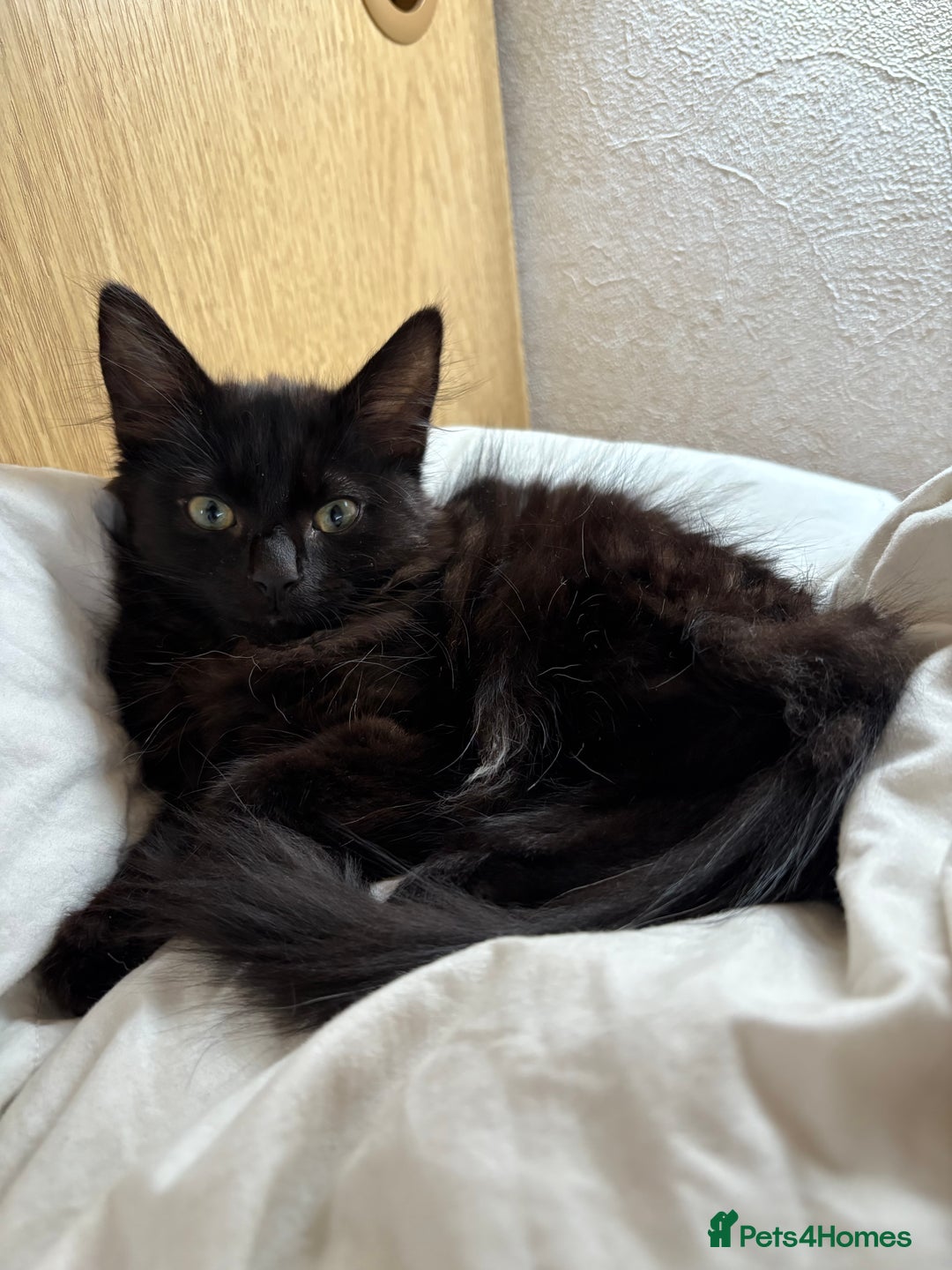 Norwegian Forest Cat cats for sale: Norwegian Forest Kittens - Image 9