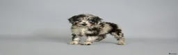 Cavapoo dogs for sale: Cavapoo puppies for sale  - Advert 12