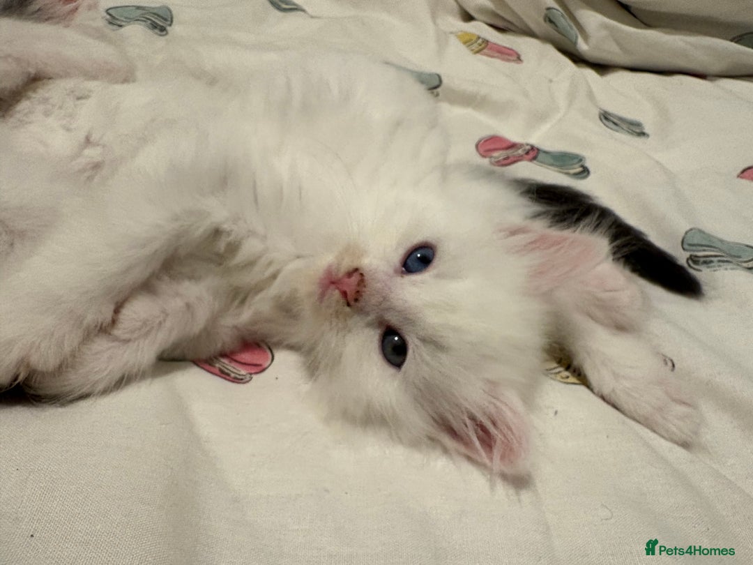 Mixed Breed cats for sale: Adorable fluffy kittens  - Advert 10