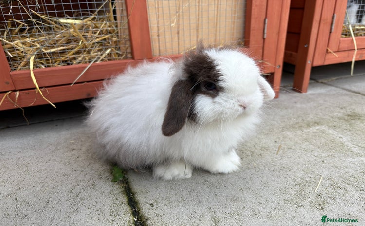 Mini Lop rabbits - Advert 12