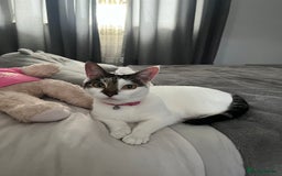 Mixed Breed cats for sale: My Myla - Image 5