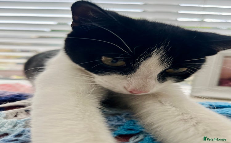 Mixed Breed cats - Advert 4