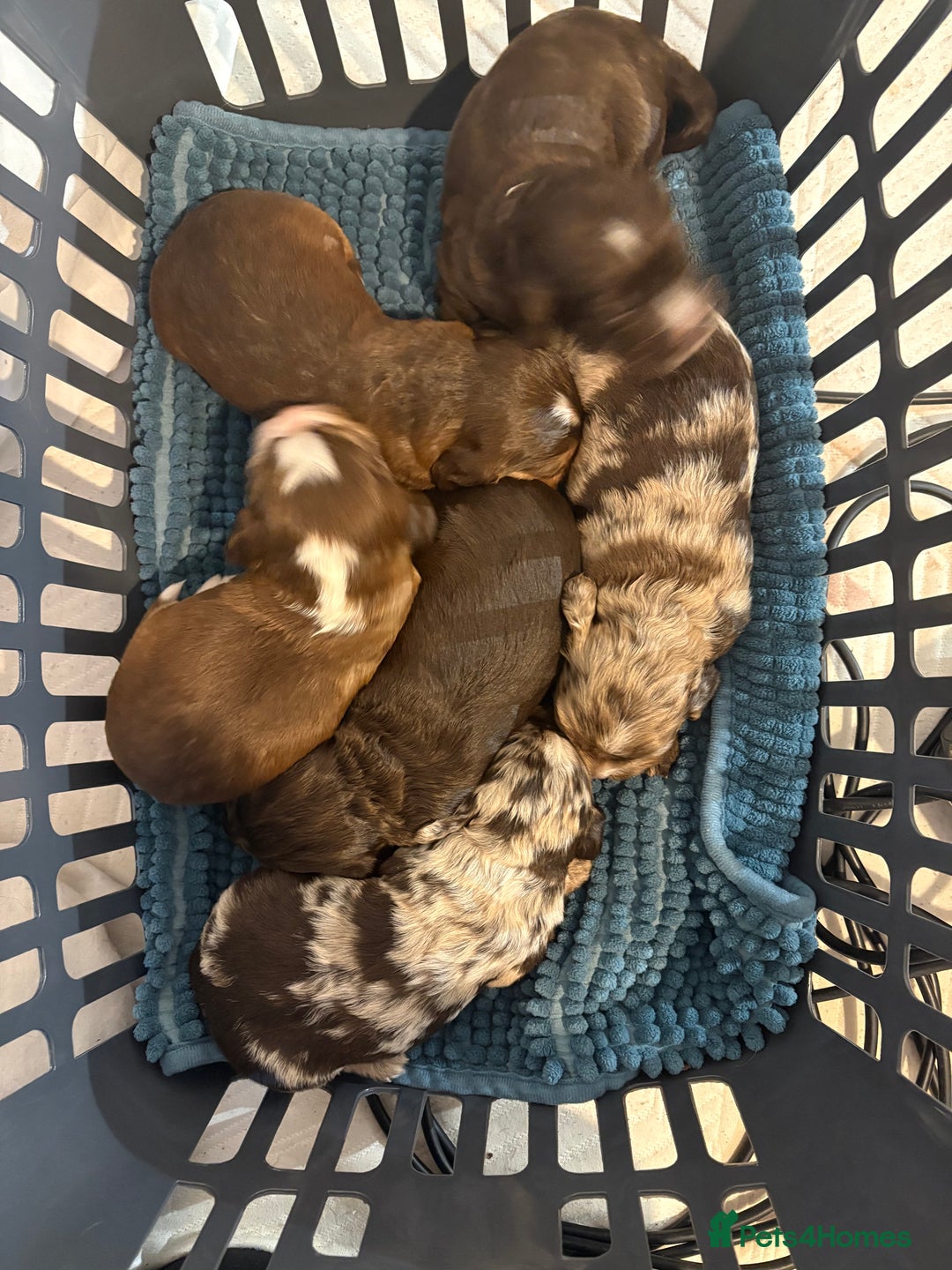 Cocker Spaniel dogs for sale: Cocker spaniel puppies - AVAILABLE 01/01/26  - Image 13