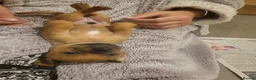 Mixed Breed dogs for sale: Dorky puppies  - Advert 4