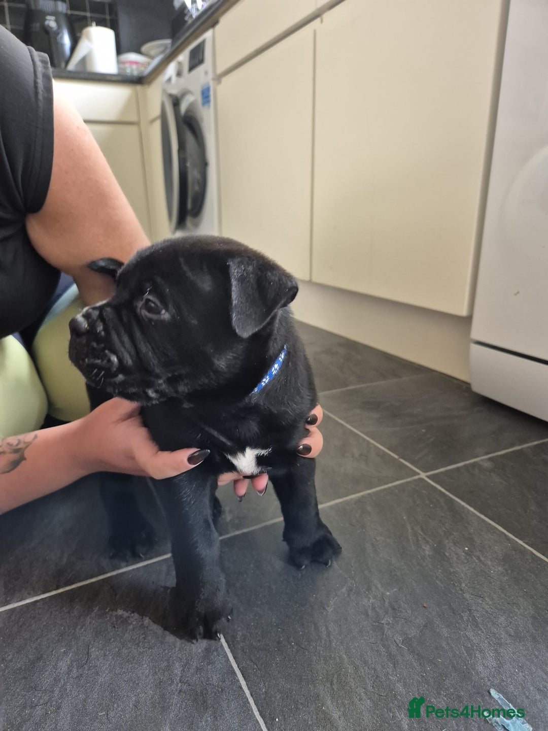 Mixed Breed dogs for sale: Pocket bully cross Chow Chow puppies for sale - Image 29