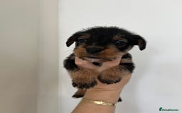 Mixed Breed dogs for sale: Wirehaired Jack Russell X wirehaired dachshund  - Image 5