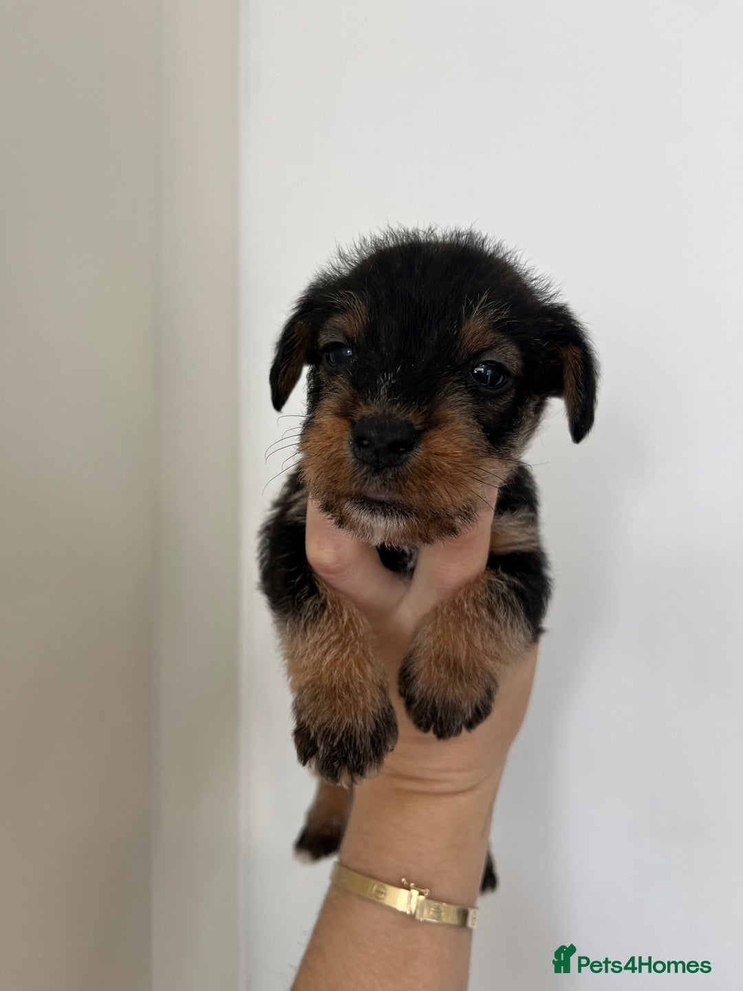 Mixed Breed dogs for sale: Wirehaired Jack Russell X wirehaired dachshund  - Image 5