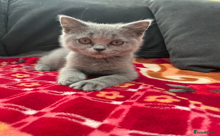 Scottish Fold cats - Advert 1