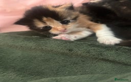 Domestic Shorthair cats for sale: Beautiful kittens ❤️ - Image 6