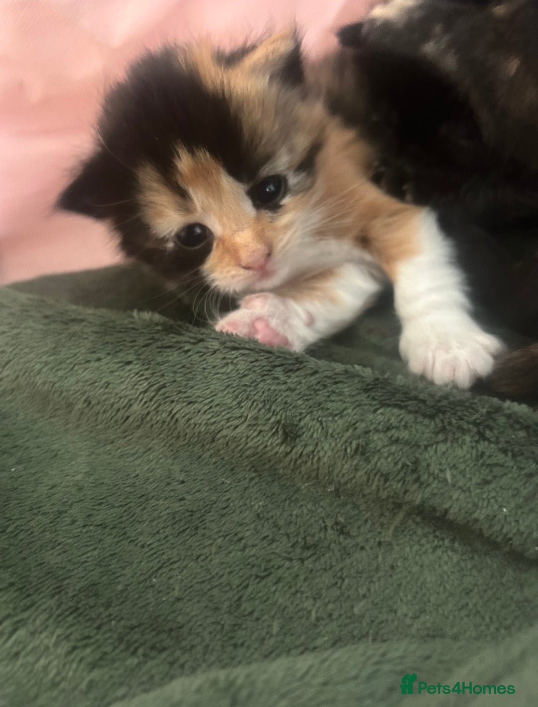 Domestic Shorthair cats for sale: Beautiful kittens ❤️ - Image 6