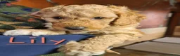 Labradoodle dogs for sale: Beautiful Miniature Labradoodle Puppies for Sale - Advert 18