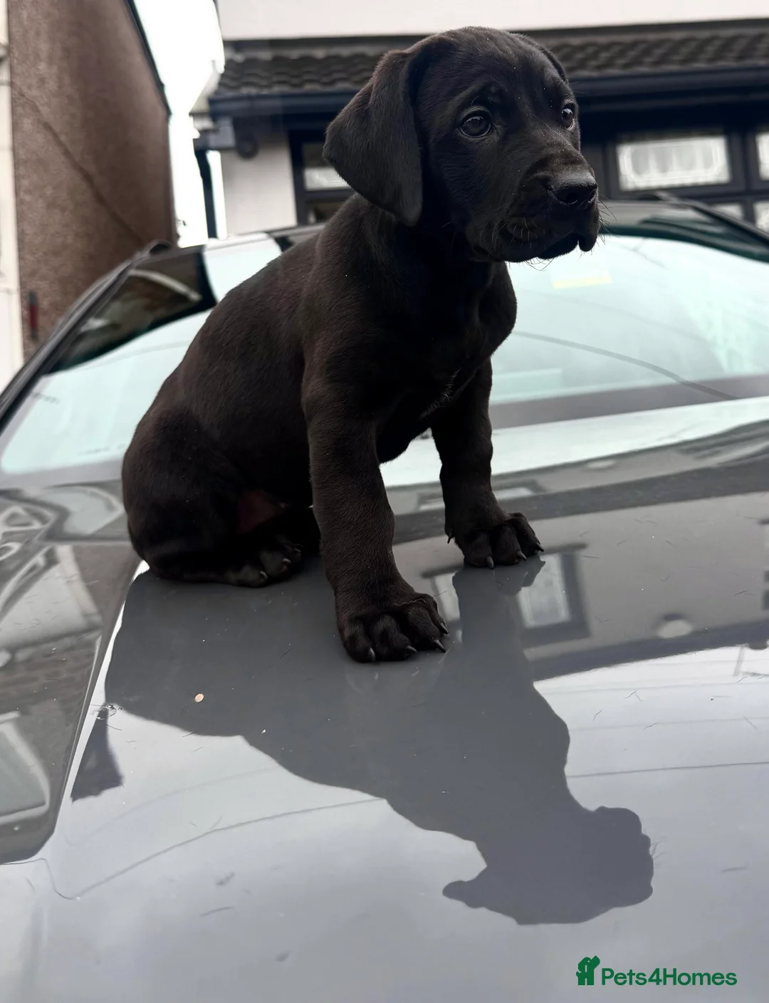 Cane Corso dogs for sale: READY TO LEAVE FEMALE ICCF REGISTERED PUPPY  - Advert 2