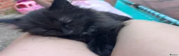 Mixed Breed cats for sale: Two beautiful kittens for sale  in Colchester - Advert 3