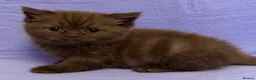 British Shorthair cats for sale: British shorthair X Persian kittens  - Advert 4