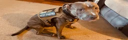 Staffordshire Bull Terrier dogs for sale: Male Blue Brindle Staff Needs Rehoming - Advert 7
