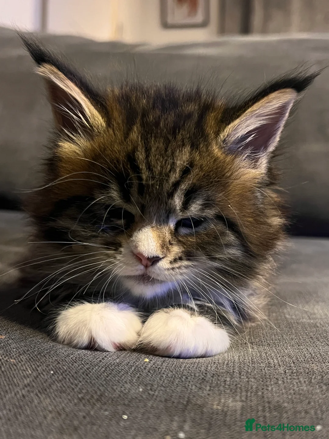 Maine Coon cats for sale: Maine coon kittens - Advert 6