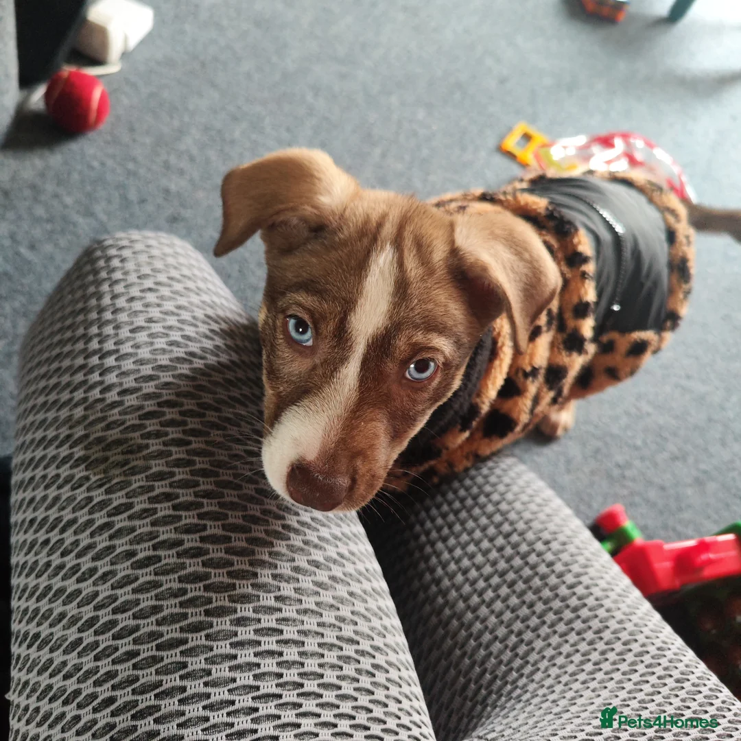 Mixed Breed dogs for sale: Beautiful female husky mix puppy - Advert 10