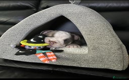 English Bulldog dogs for sale: Beautiful British bulldog pups  - Image 12