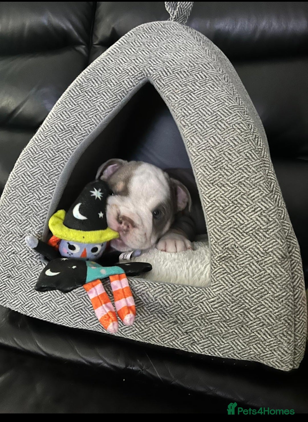 English Bulldog dogs for sale: Beautiful British bulldog pups  - Image 12