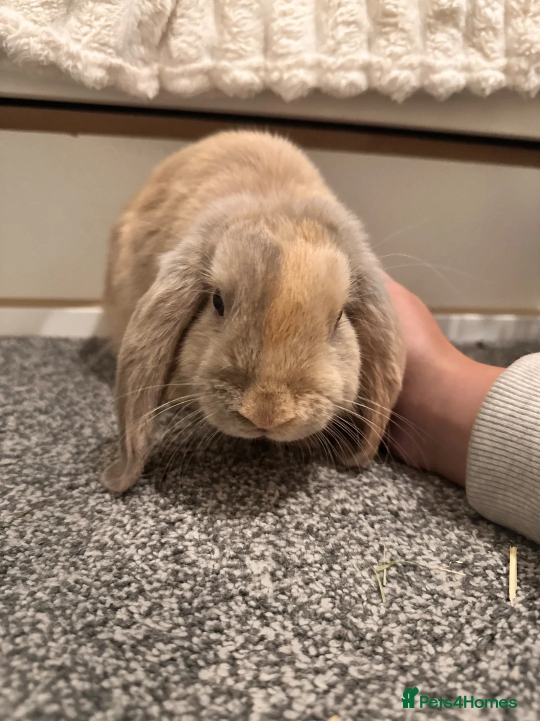 Mini Lop rabbits for sale: 2 mini lop bunnies for sale  - Advert 2