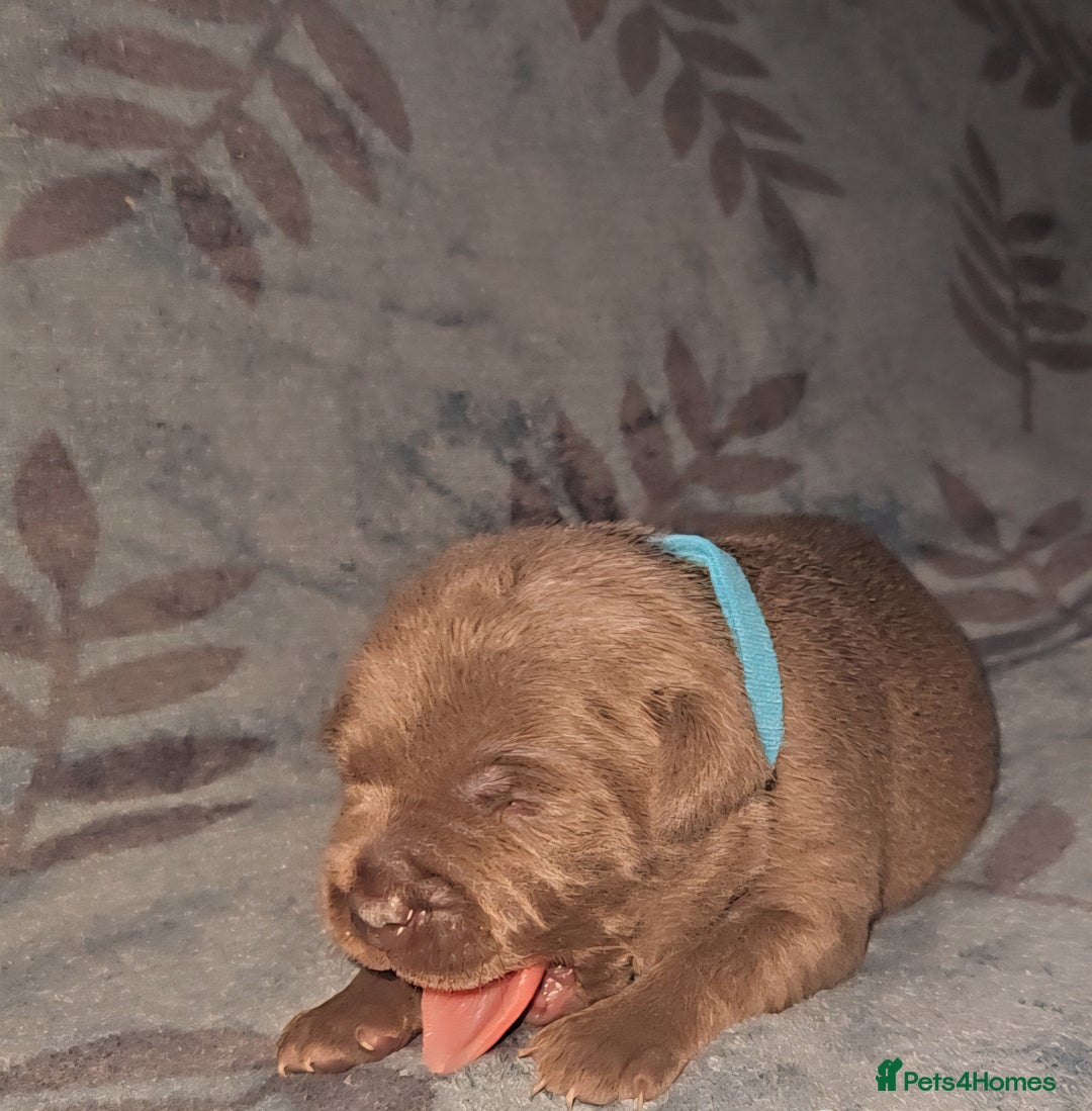 Staffordshire Bull Terrier dogs for sale: KC KING FURY X KASSIUS DAUGHTER PUPS  - Advert 10