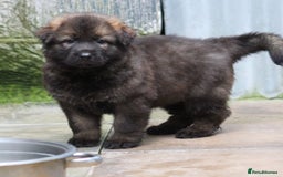 German Shepherd dogs for sale: TOP Quality German shepherd puppies  - Image 5
