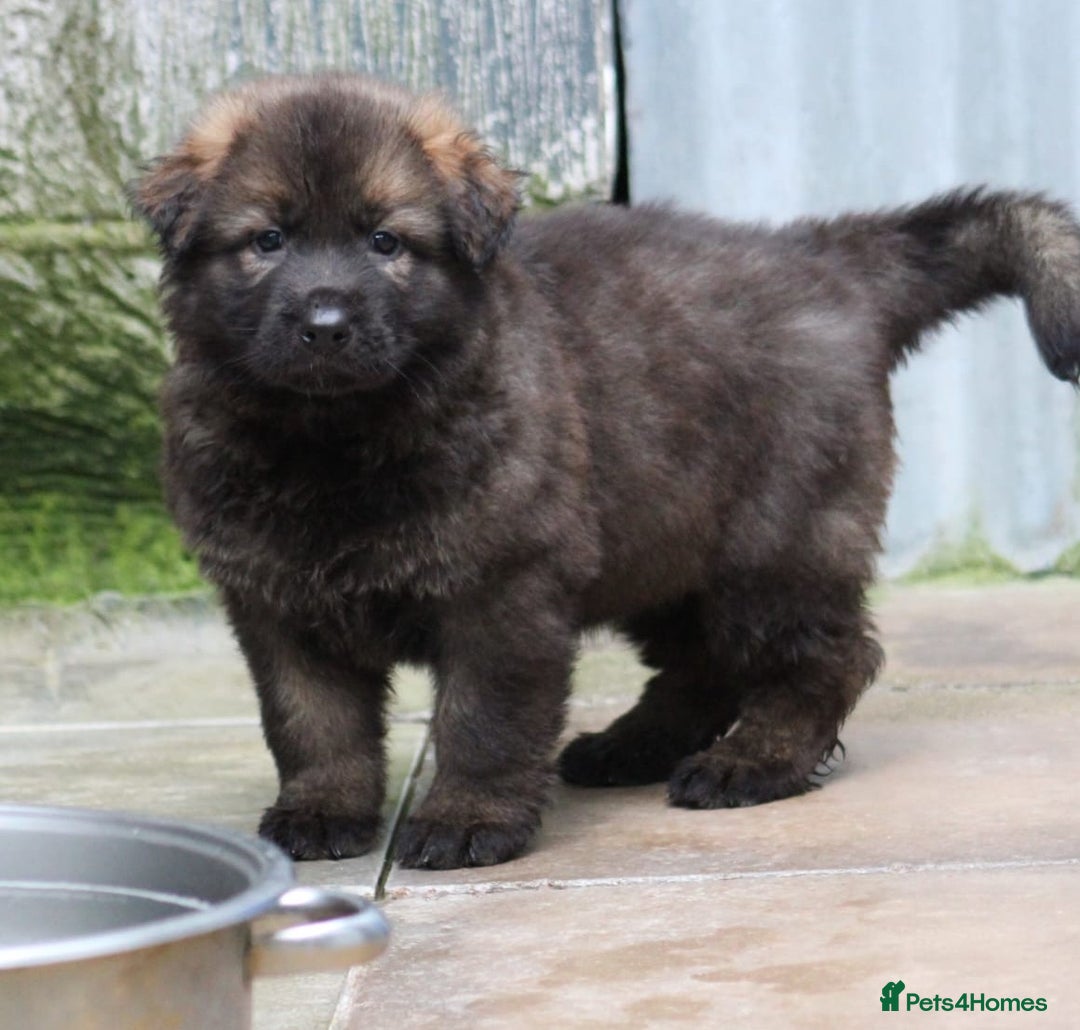 German Shepherd dogs for sale: TOP Quality German shepherd puppies  - Image 5