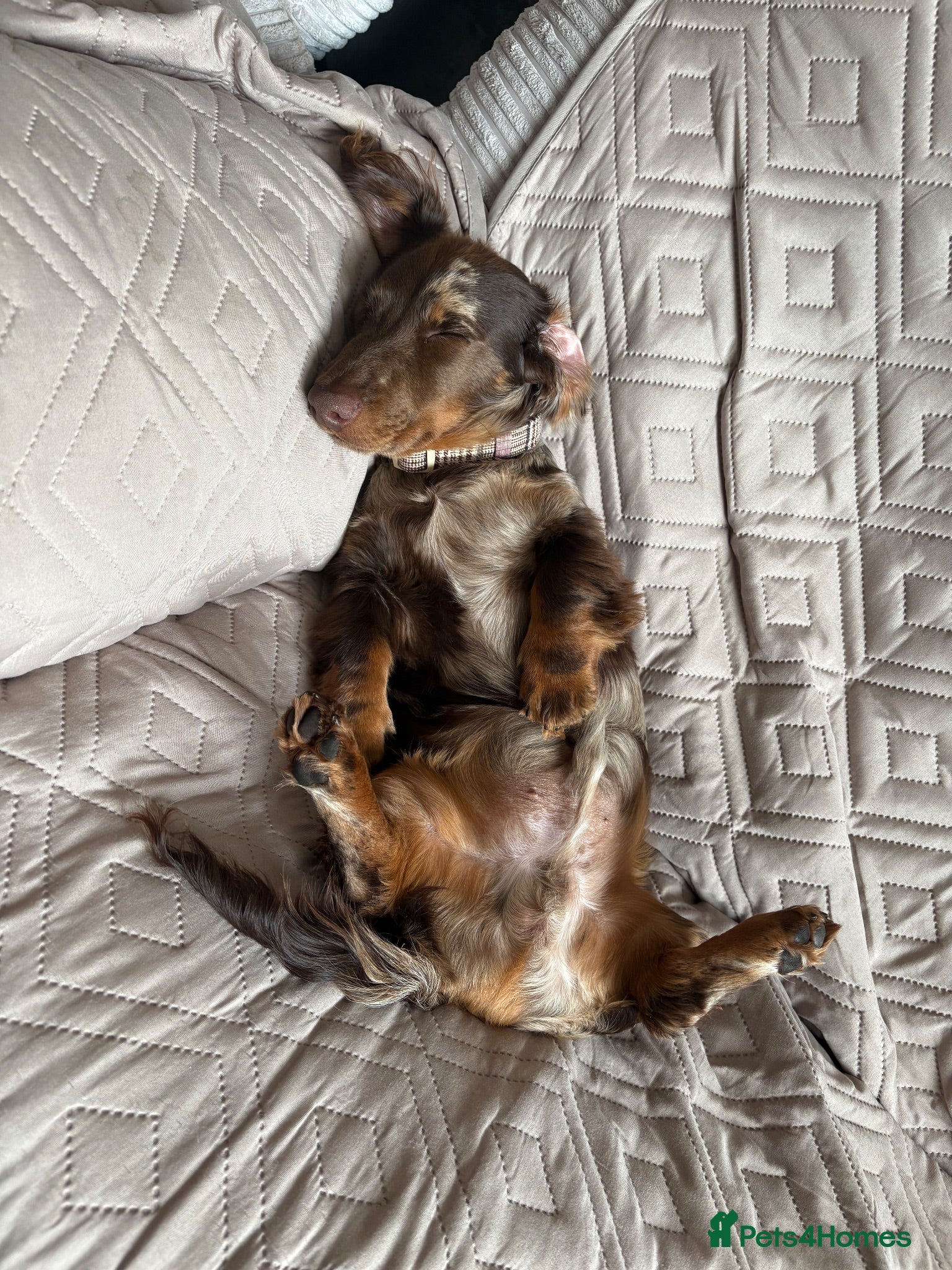 Miniature Dachshund dogs True type mini long haired dachshund  - Advert 5