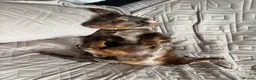Miniature Dachshund dogs for sale: True type mini long haired dachshund  - Advert 1