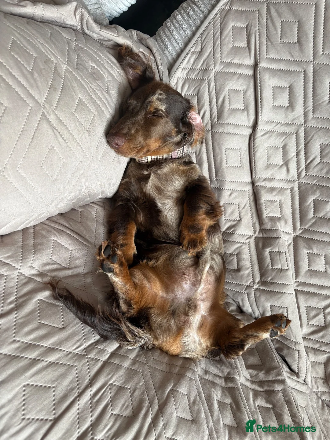 Miniature Dachshund dogs for sale: True type mini long haired dachshund  - Advert 1