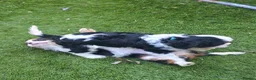 Cavalier King Charles Spaniel dogs for stud: Prince 👑 Heart Tested -Professional Stud Service  - Advert 14